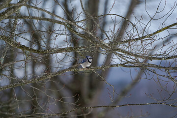 Bluejay sitting on a branch of a maple tree. Winter in Western Pennsylvania.