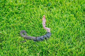 Small snake damaged by robot grass cutter on bright green grass in a sunny meadow