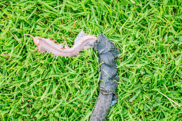 Very close-up view of small black western terrestrial garter snake damaged by robot grass cutter on bright green grass in a sunny meadow