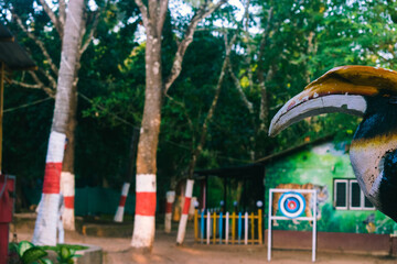 A vibrant outdoor recreational area surrounded by lush greenery, featuring a carved hornbill bird sculpture and a colorful archery target. © DiversePixels