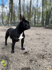 French Bulldog 