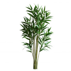 Fototapeta premium Peace Bamboo isolated on transparent background