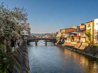 Full blooming cherry blossom tree, sakura blooming, in spring season all the town in Takayama, Japan, under clear blue sky