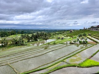 Jatiluwih rice terrace