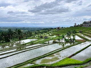 Jatiluwih rice terrace