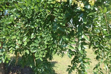 Weeping Japanese Pagodatree leaves in summer, Colorado