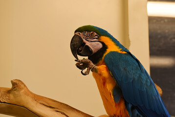 Den Helder, Netrherlands. January 20, 2025. The multicolored plumage of a parrot.