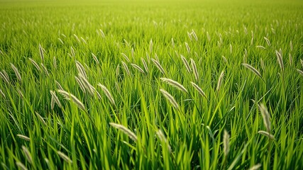 Obraz premium Minimalist Grass Landscape - Bright, Sharp Colors - Stunning Photography