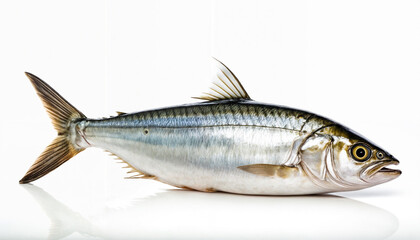 Fototapeta premium A pair of fresh silver fish showcasing their pristine quality, ideal for seafood dishes and rich in nutrients, commonly found in oceanic fisheries