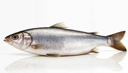 Obraz premium A pair of fresh silver fish showcasing their pristine quality, ideal for seafood dishes and rich in nutrients, commonly found in oceanic fisheries