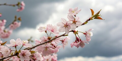 Obraz premium A close-up shot of sour cherry blossoms in full bloom against a backdrop of light grey and white clouds, flower details, sour cherry blossoms, spring flowers, nature photography, close-up photography