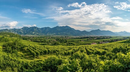 Obraz premium Green vineyards stretch towards a distant mountain range under a cloudy blue sky landscape
