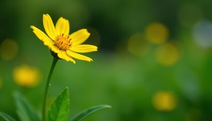 Single yellow flower with green leaf in garden, bloom, foliage