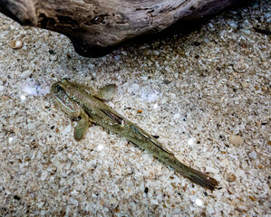 Top view of Closeup of Mudskipper (Periophthalmus kalolo) walking fish, focus selective