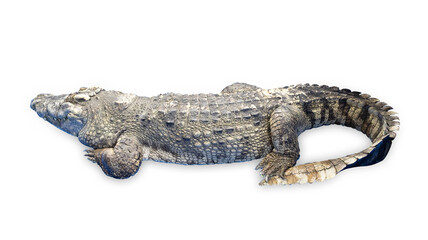Top view of Rear view of a Thai crocodile with its long in the foreground, focus selective
