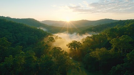 Sunrise over misty forest nature landscape
