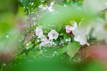 Delicate White Flowers Framed by Green Leaves