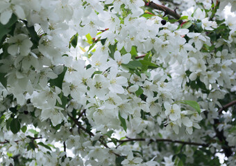Close-up of white apple blossoms in spring