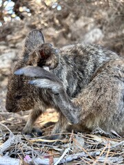 
Rottnest Island, near Perth, offers crystal-clear waters perfect for swimming, snorkeling, and diving. Its pristine beaches, marine life, and friendly quokkas make it a paradise for visitors.