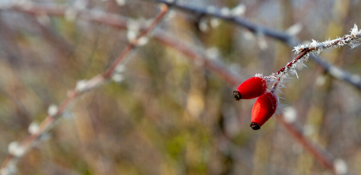 Two Rose hips on a frozen twig taken in Winter 2025 near Grueningen in Germany, copyspace, blury background