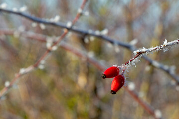 Two Rose hips on a frozen twig taken in Winter 2025 near Grueningen in Germany, copyspace, blury background