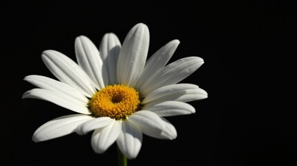 Fototapeta premium Close-up of a vibrant white daisy with a bright yellow center against a dark background