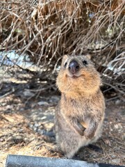 
Rottnest Island, near Perth, offers crystal-clear waters perfect for swimming, snorkeling, and diving. Its pristine beaches, marine life, and friendly quokkas make it a paradise for visitors.