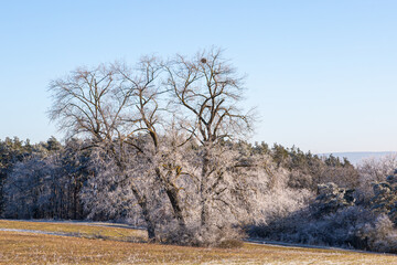 Solitary tree near Grüningen, Germany takenon a winter day in January 2025