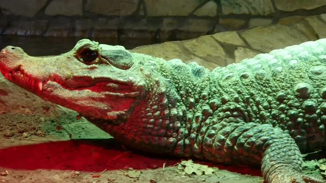 African dwarf crocodile, its scientific name is Osteolaemus tetraspis
