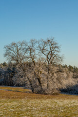Solitary tree near Grüningen, Germany takenon a winter day in January 2025
