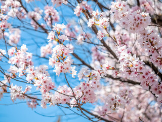 Full blooming cherry blossom tree, sakura blooming, in spring season all the town in Takayama, Japan, under clear blue sky
