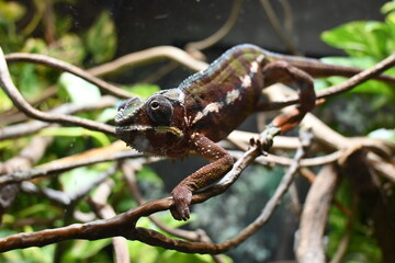 移動するカメレオン