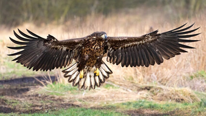 White-tailed eagle (haliaeetus albicilla)