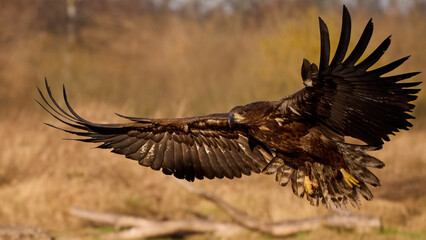 White-tailed eagle (haliaeetus albicilla)