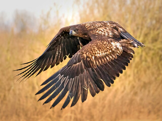 White-tailed eagle (haliaeetus albicilla)