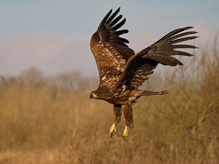 White-tailed eagle (haliaeetus albicilla)