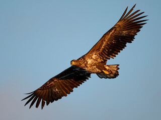 White-tailed eagle (haliaeetus albicilla)