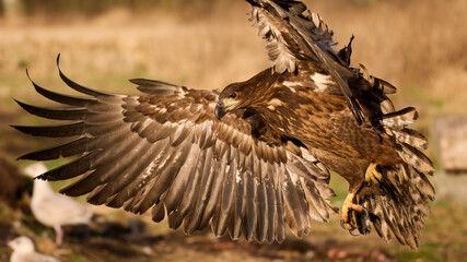 White-tailed eagle (haliaeetus albicilla)