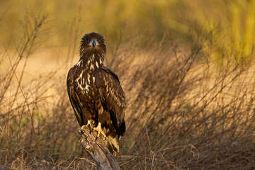 White-tailed eagle (haliaeetus albicilla)