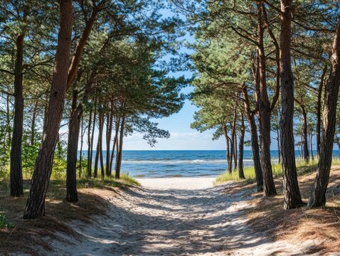 A sandy path leads through a pine forest towards a bright blue ocean and sky