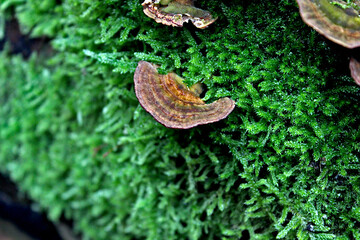moss and fungi