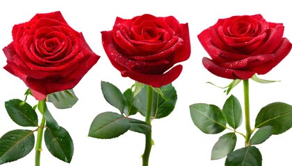  set of Close up of four fresh red roses blue with the stem with dewdrops on petals and leave 