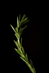 A sprig of green fresh rosemary on a black background. Spices for meat. Elegance. Studio light.
