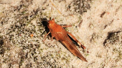 A small grasshopper on sand with intricate details captured in close-up.