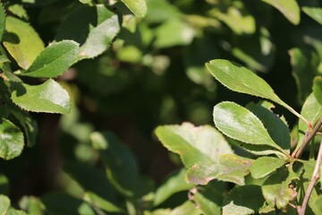 Close-up of dense green foliage with sunlight highlighting vibrant leaves.