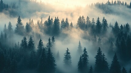 Rideaux Misty morning in a coniferous forest creating an enchanting atmosphere with layers of fog