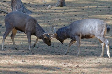 Fighting Stag