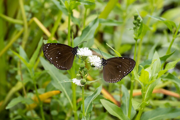 The small brown crow (Euploea tulliolus koxinga) butterflies on the flowers.