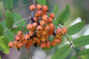 Bright orange rowan berries clustered with vibrant green leaves.