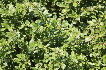 Dense green bush illuminated by natural sunlight in vibrant close-up.